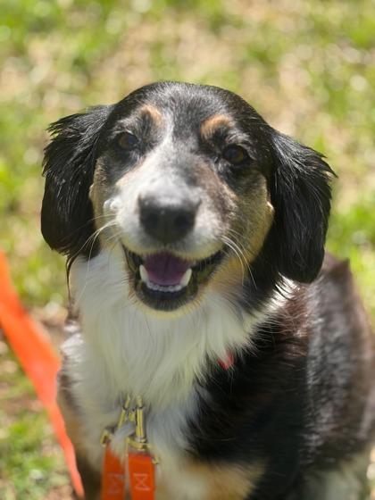 Enlarge Peaches, a Adoptable mixed breed in Southern Pines, NC image 1/2