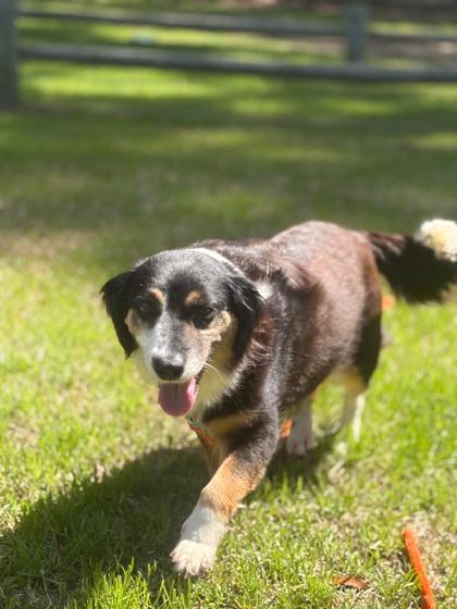 Peaches, Adoptable, Adult Female Australian Shepherd & Mixed Breed.