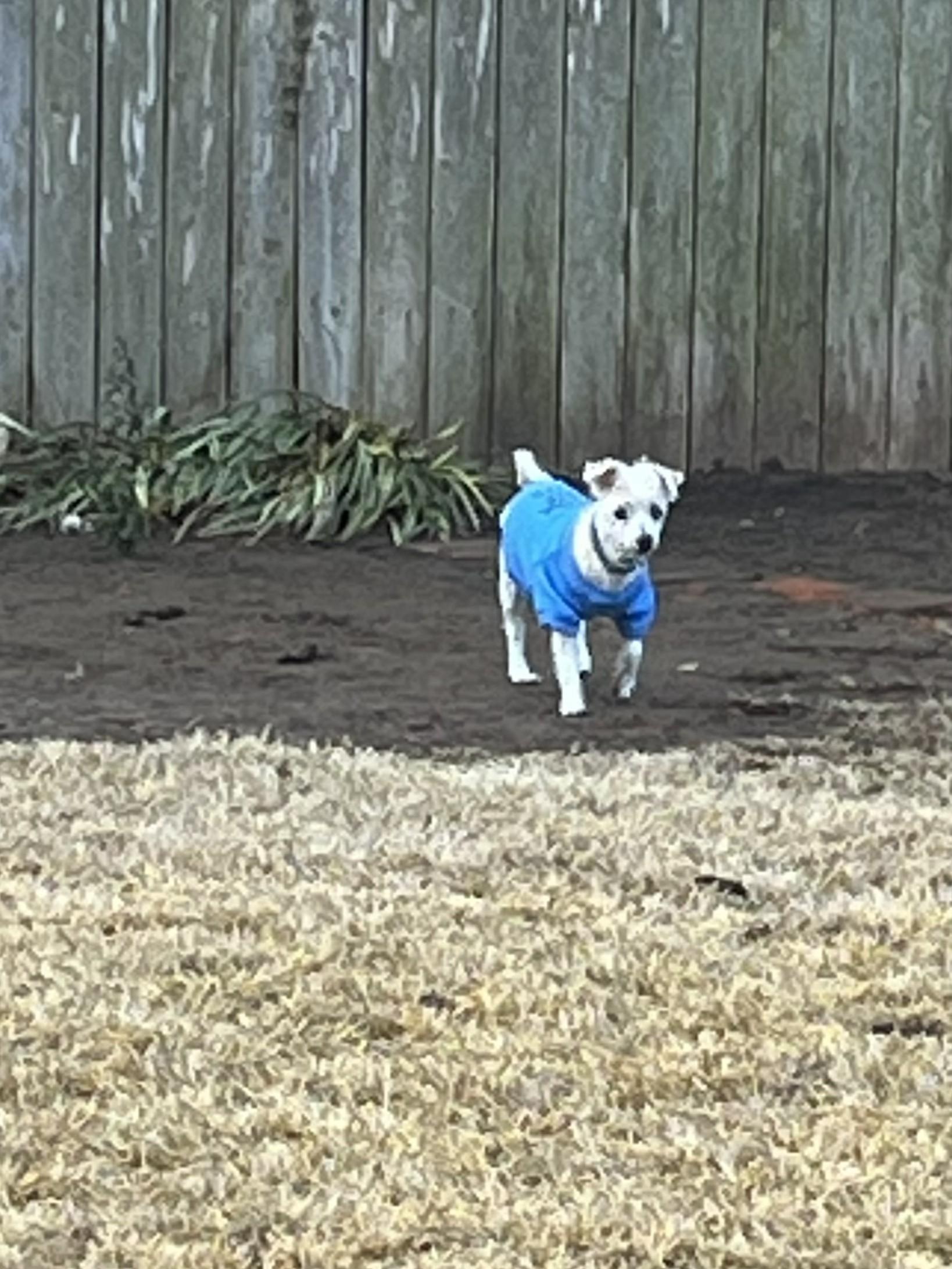 Annabelle, a ADOPTABLE Maltipoo in Yukon, OK image 3/3