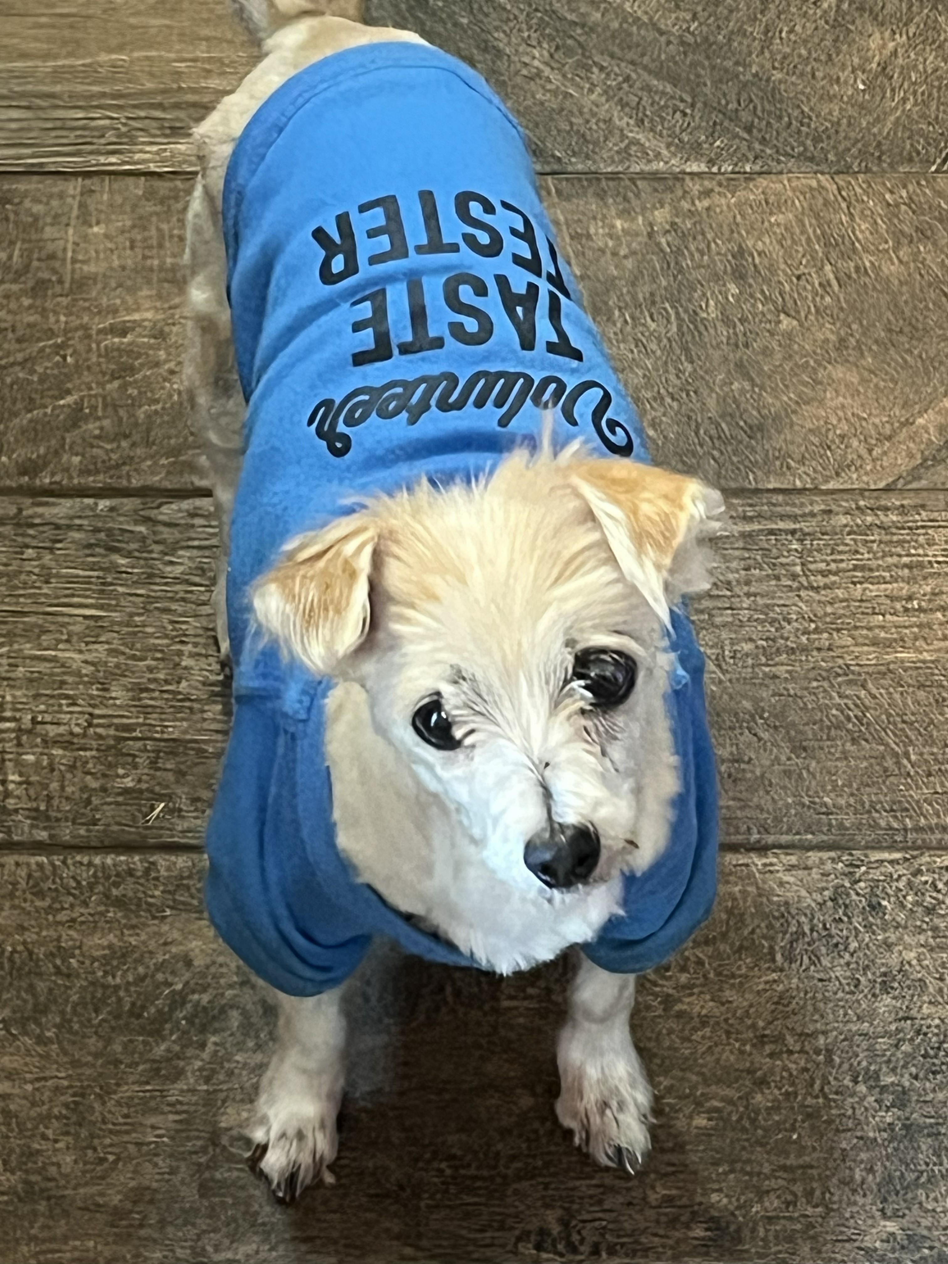 Annabelle, a ADOPTABLE Maltipoo in Yukon, OK image 1/3