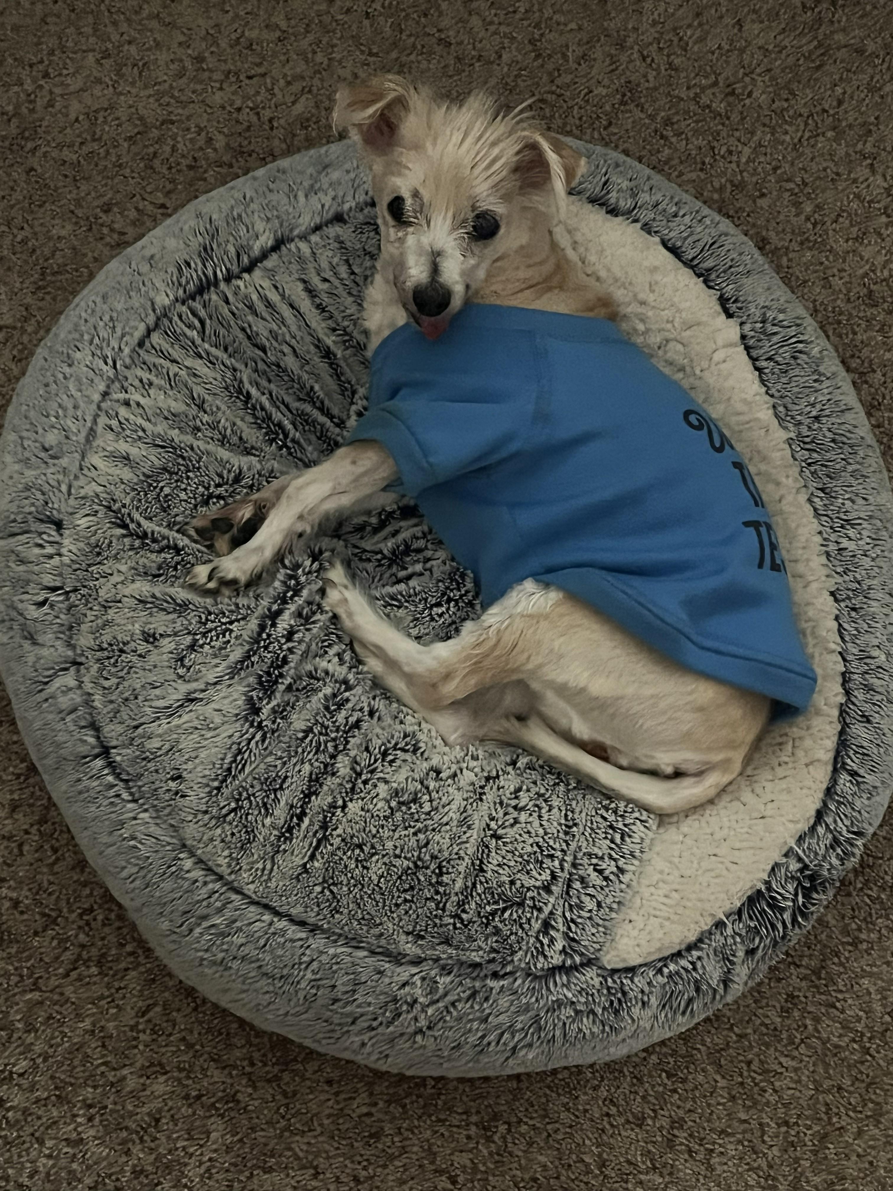 Annabelle, a ADOPTABLE Maltipoo in Yukon, OK image 2/3