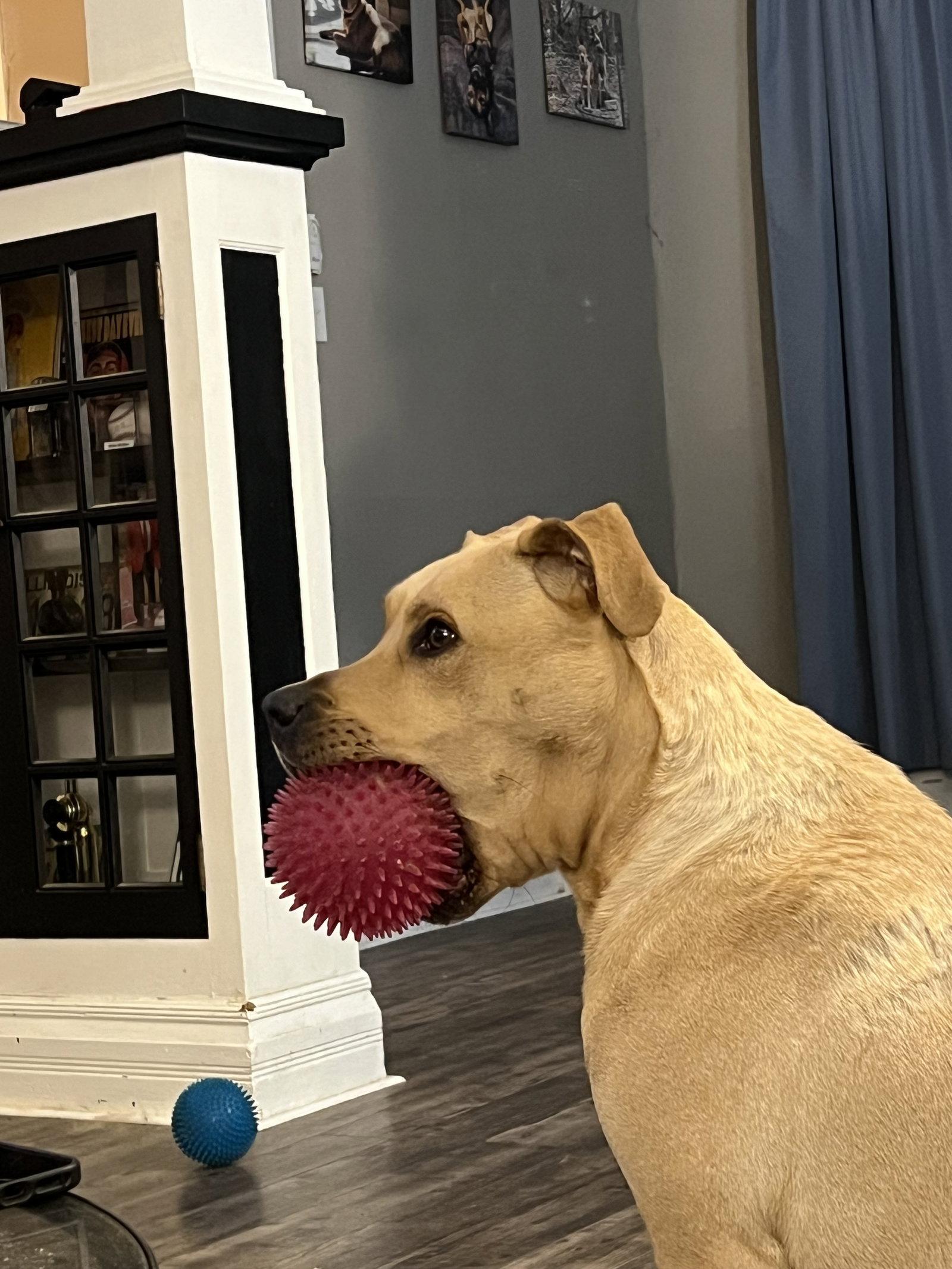 Enlarge Zeus, a Adoptable Pit Bull Terrier in O'Fallon, MO image 1/3