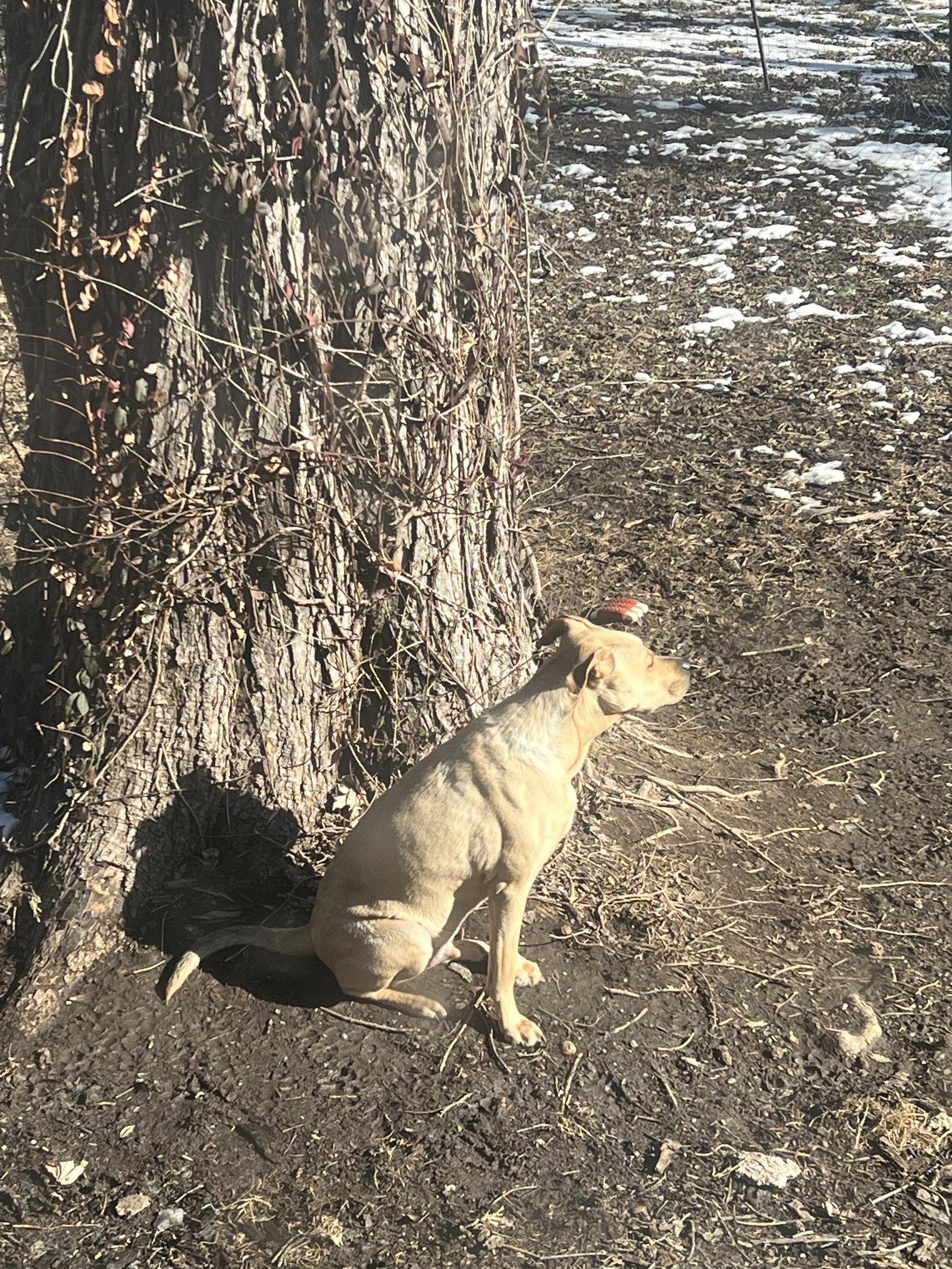 Enlarge Zeus, a Adoptable Pit Bull Terrier in O'Fallon, MO image 2/3