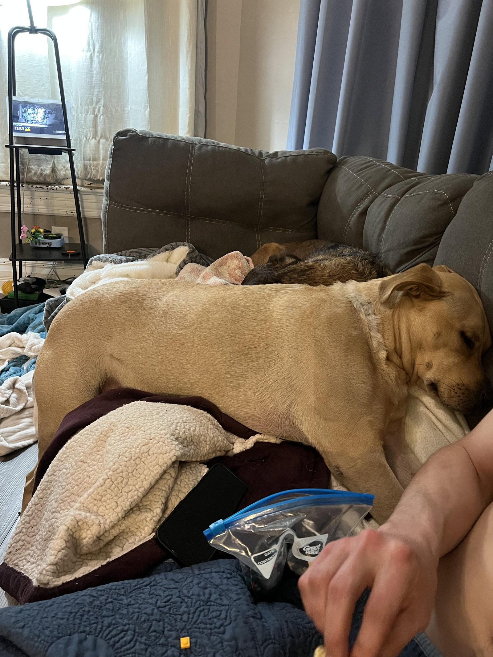 Enlarge Zeus, a Adoptable Pit Bull Terrier in O'Fallon, MO image 3/3