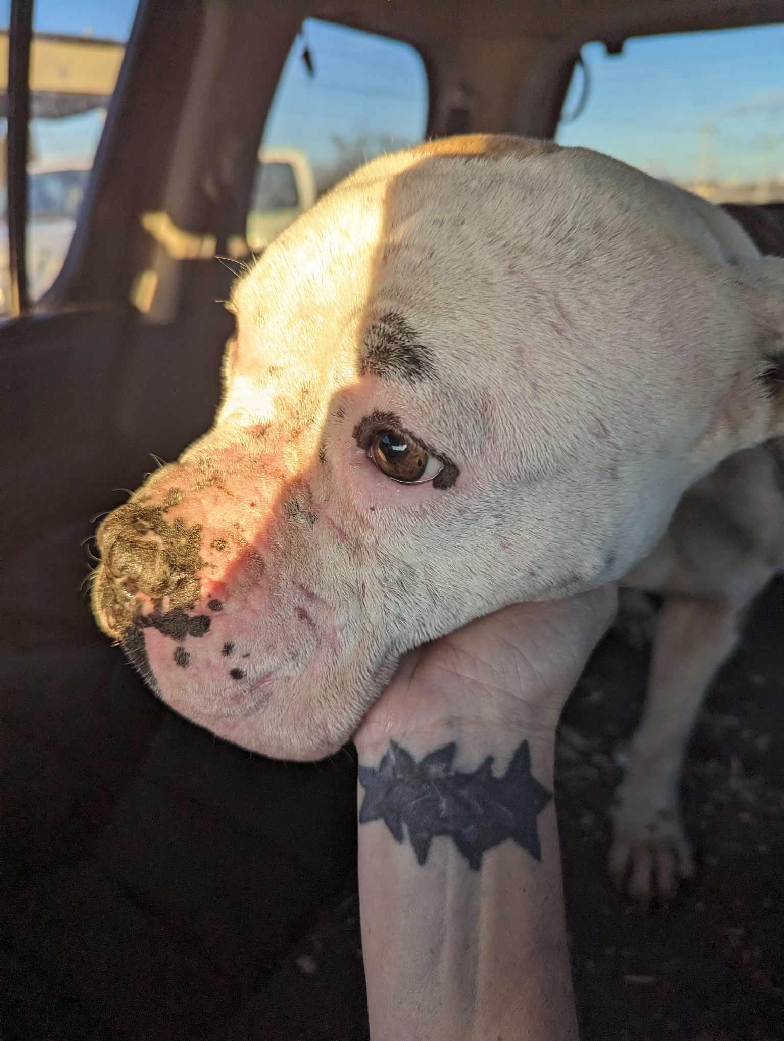 Enlarge Willow, a Adopted mixed breed in Arlee, MT image 1/6