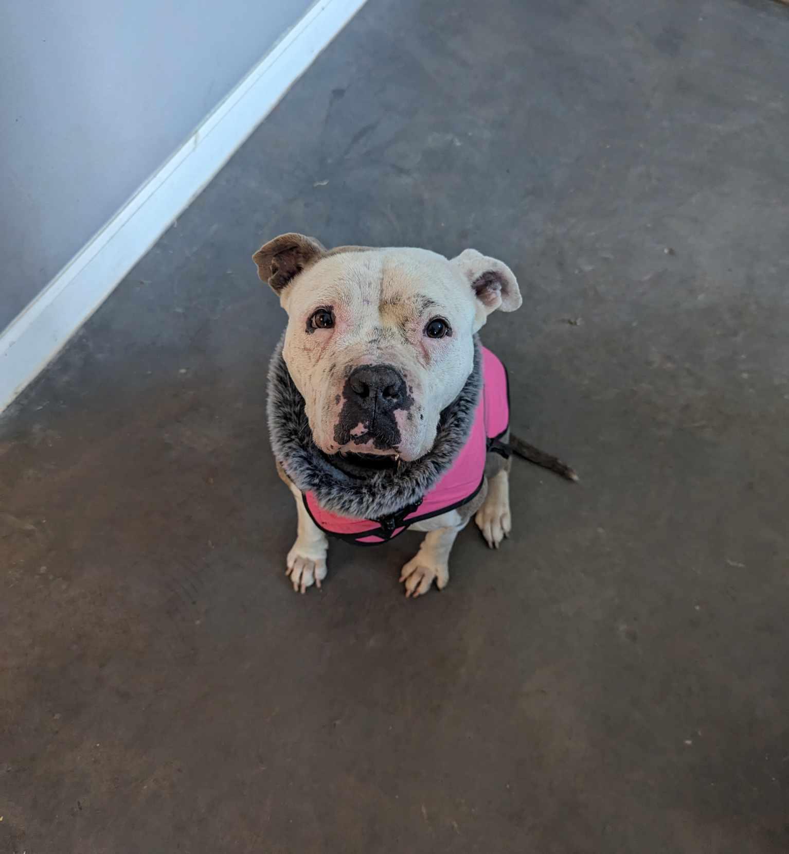 Enlarge Willow, a Adopted mixed breed in Arlee, MT image 2/6