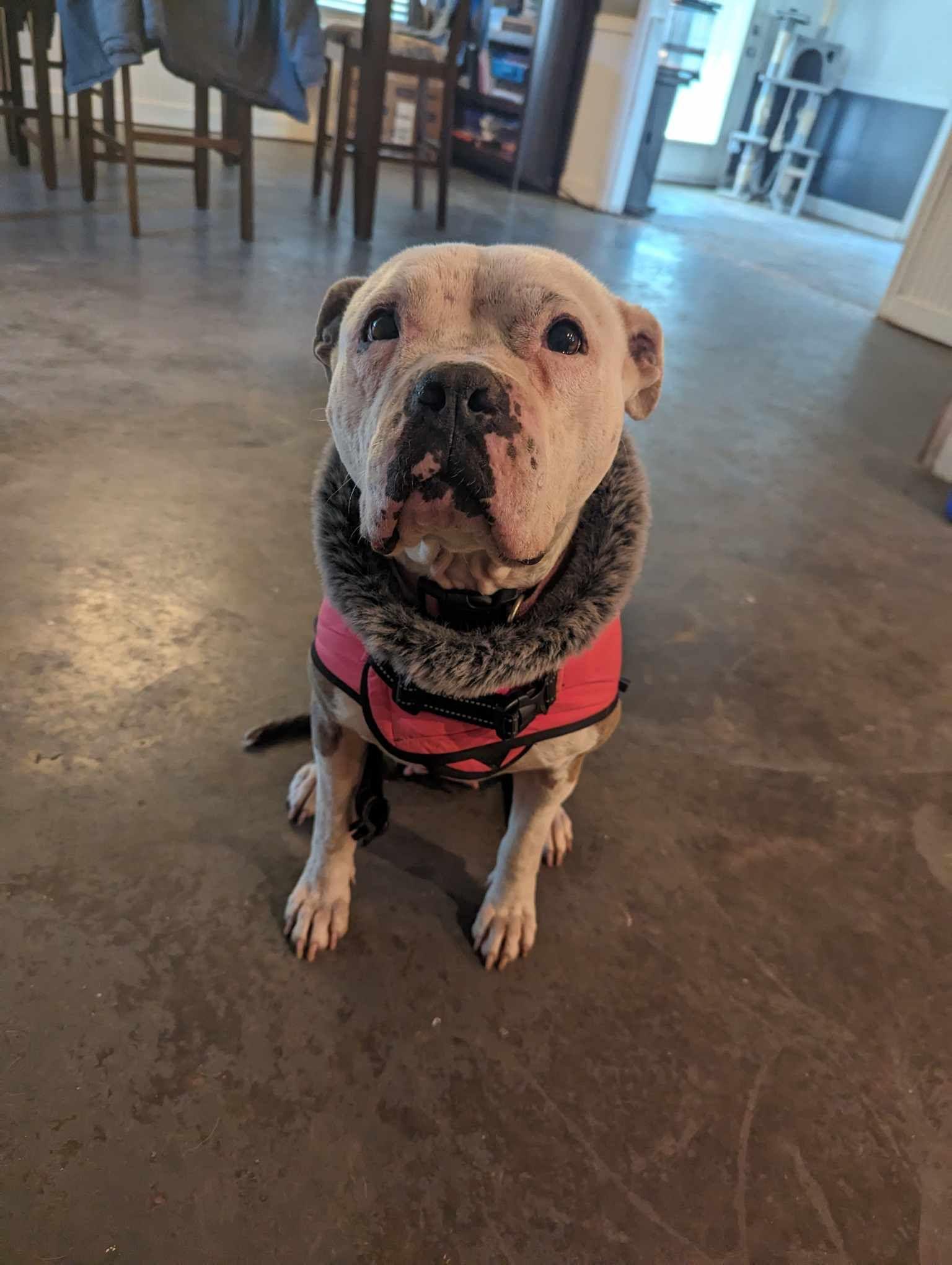 Enlarge Willow, a Adopted mixed breed in Arlee, MT image 3/6