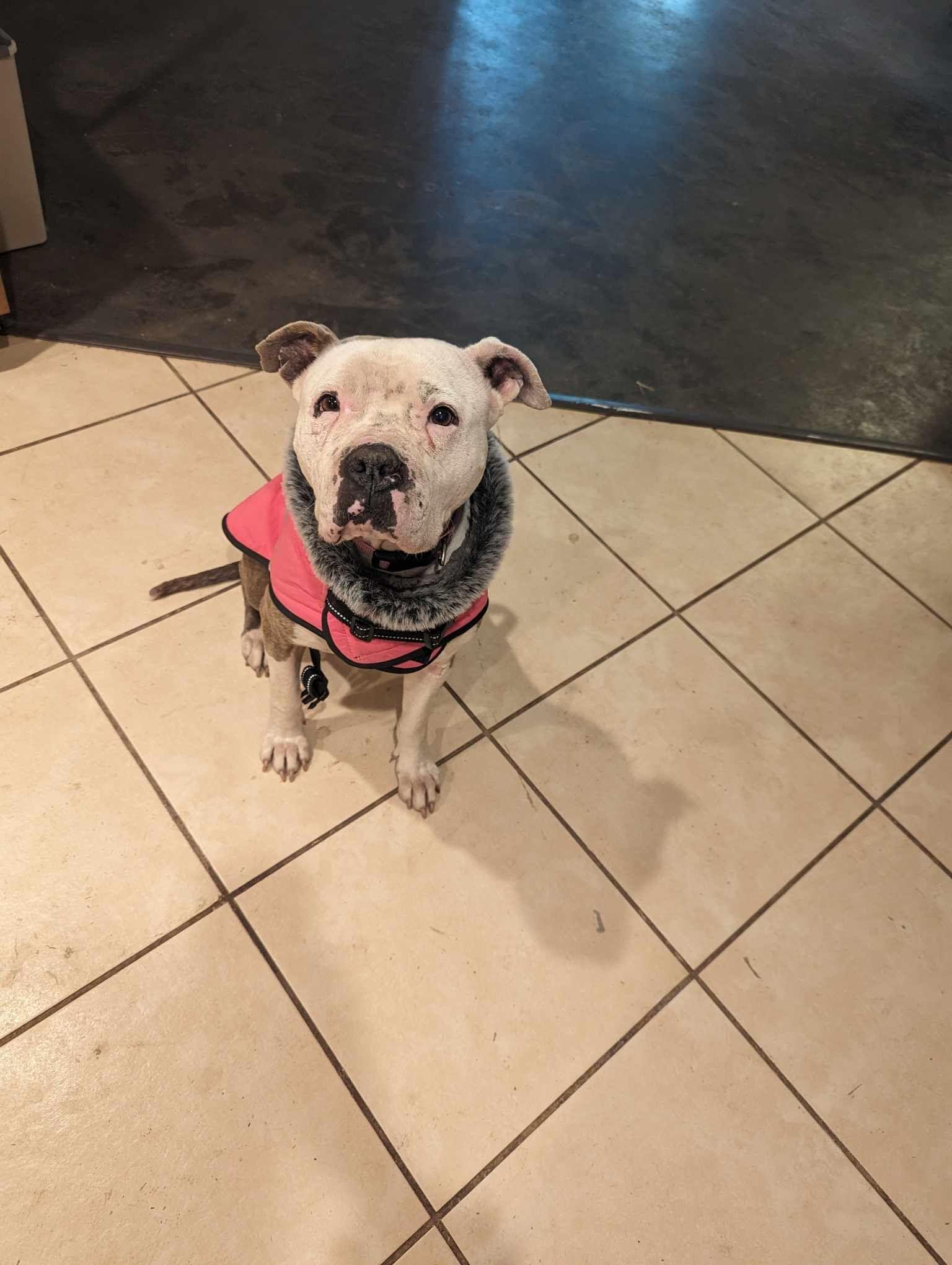 Enlarge Willow, a Adopted mixed breed in Arlee, MT image 4/6