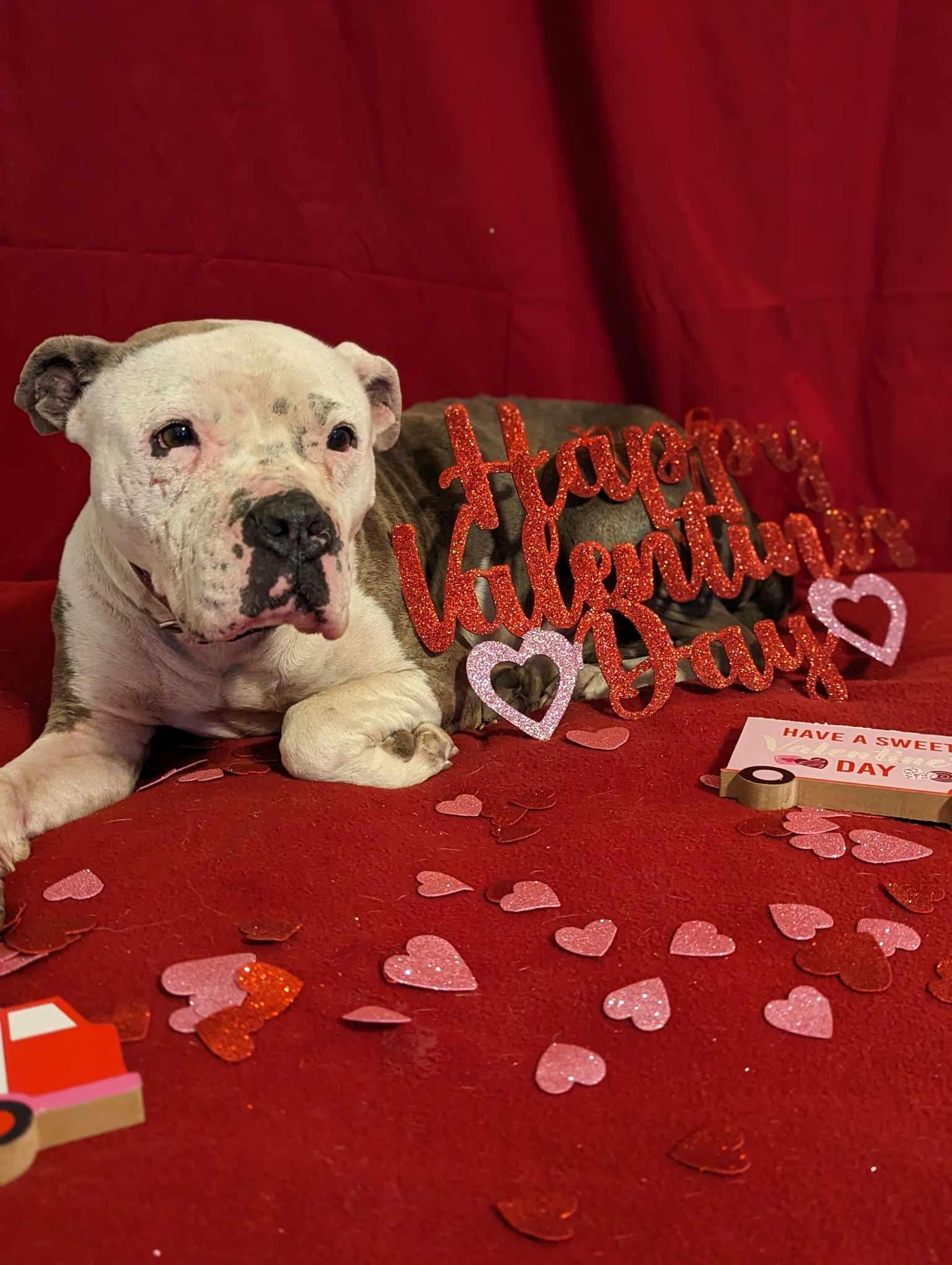 Enlarge Willow, a Adopted mixed breed in Arlee, MT image 5/6