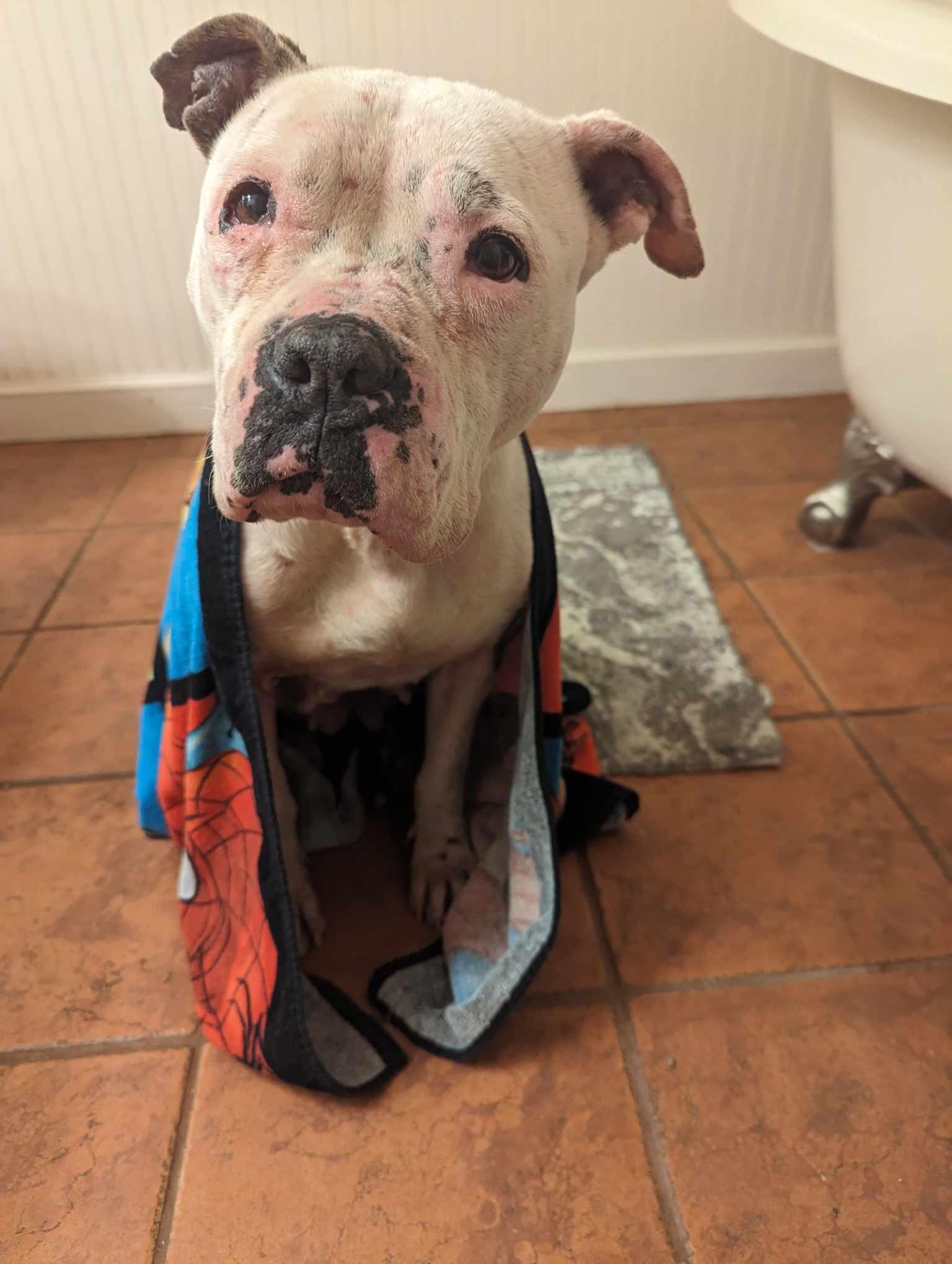 Enlarge Willow, a Adopted mixed breed in Arlee, MT image 6/6