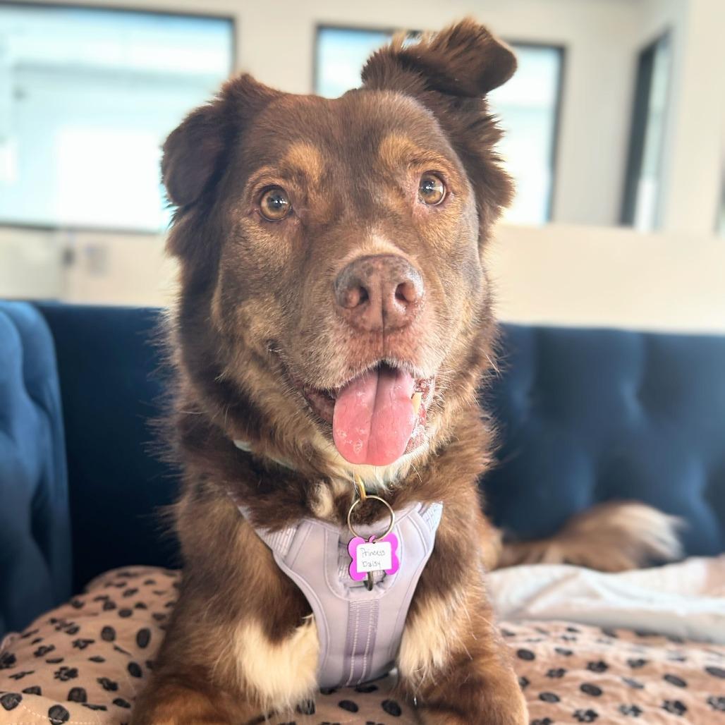 Enlarge Princess Daisy 13855, a Adoptable Australian Shepherd in San Francisco, CA image 1/6