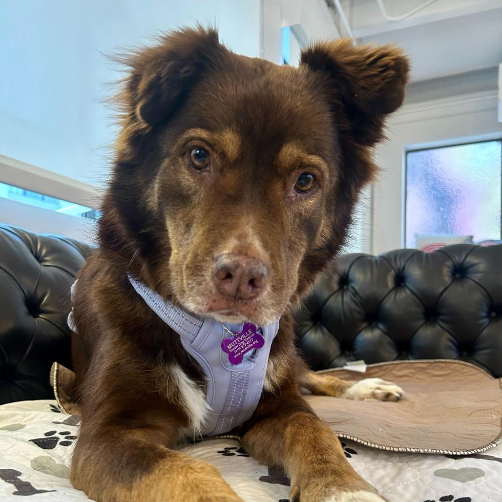 Enlarge Princess Daisy 13855, a Adoptable Australian Shepherd in San Francisco, CA image 2/6