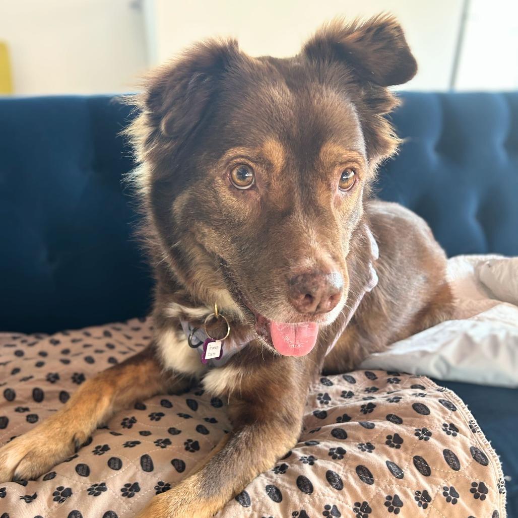 Enlarge Princess Daisy 13855, a Adoptable Australian Shepherd in San Francisco, CA image 3/6