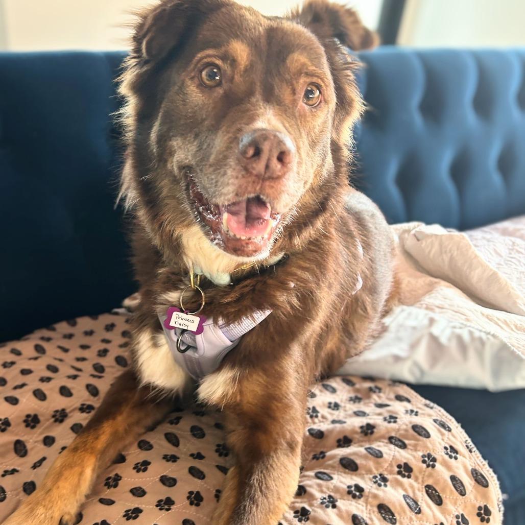 Enlarge Princess Daisy 13855, a Adoptable Australian Shepherd in San Francisco, CA image 4/6