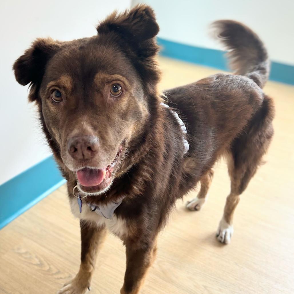 Enlarge Princess Daisy 13855, a Adoptable Australian Shepherd in San Francisco, CA image 5/6