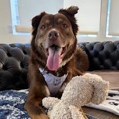 Enlarge Princess Daisy 13855, a Adoptable Australian Shepherd in San Francisco, CA image 6/6