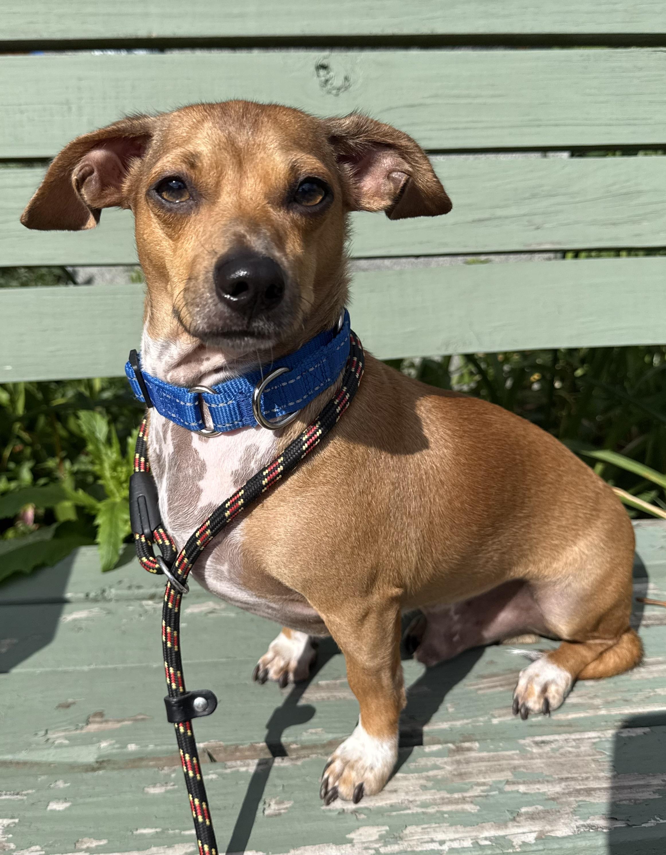 Hugo, an adopted mixed breed in Sudbury, MA image 1/2