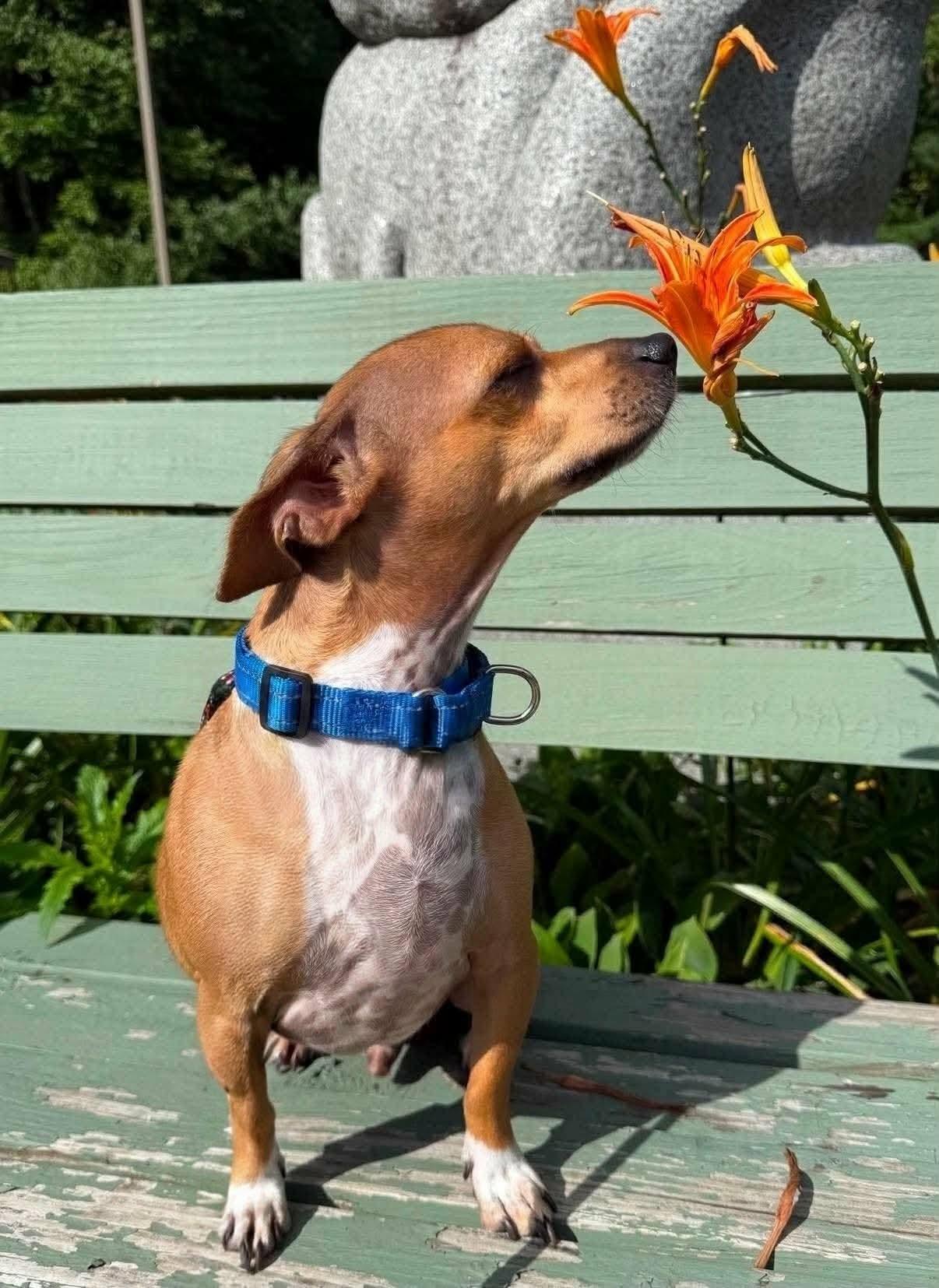 Hugo, an adopted mixed breed in Sudbury, MA image 2/2