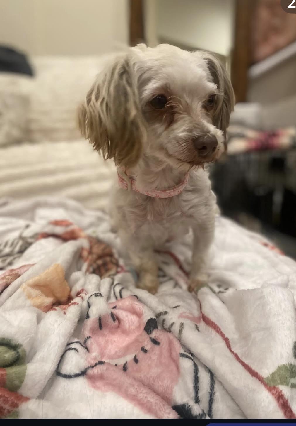 Enlarge Betsy , a ADOPTABLE Havanese in South Amboy, NJ image 6/6