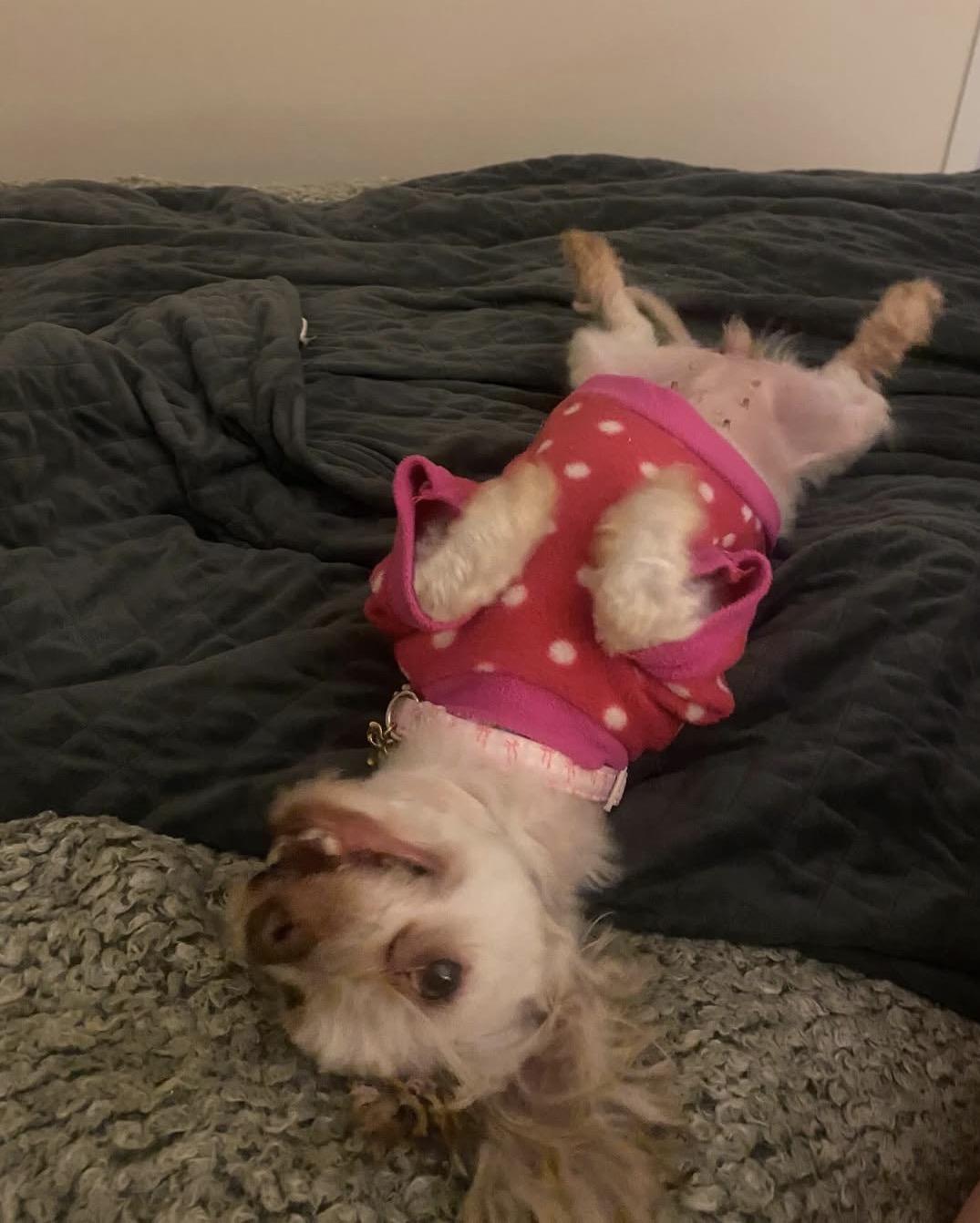 Enlarge Betsy , a ADOPTABLE Havanese in South Amboy, NJ image 3/6