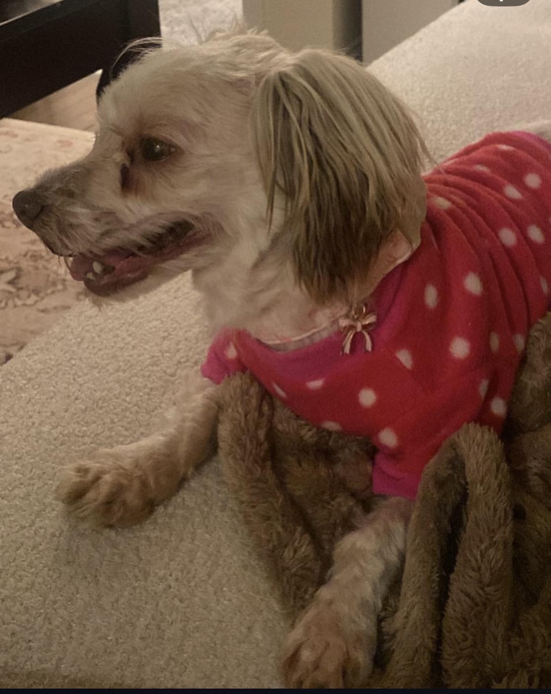 Enlarge Betsy , a ADOPTABLE Havanese in South Amboy, NJ image 4/6