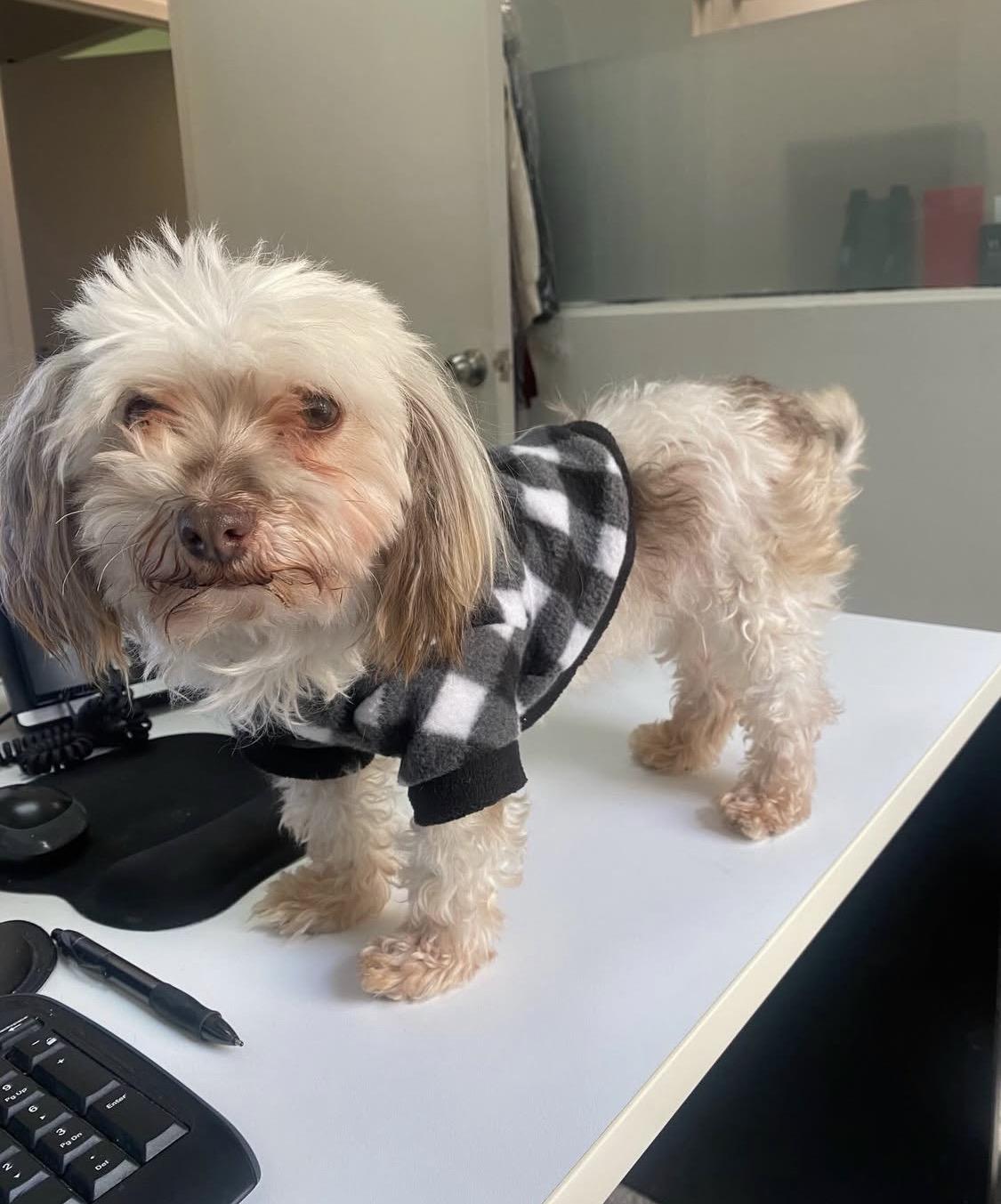 Enlarge Betsy , a ADOPTABLE Havanese in South Amboy, NJ image 5/6