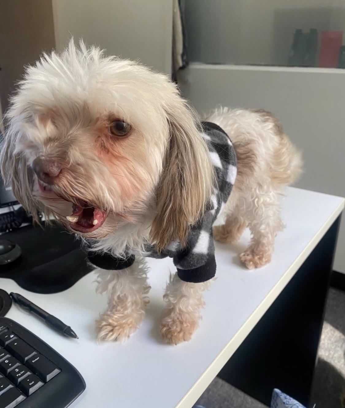 Enlarge Betsy , a ADOPTABLE Havanese in South Amboy, NJ image 1/6