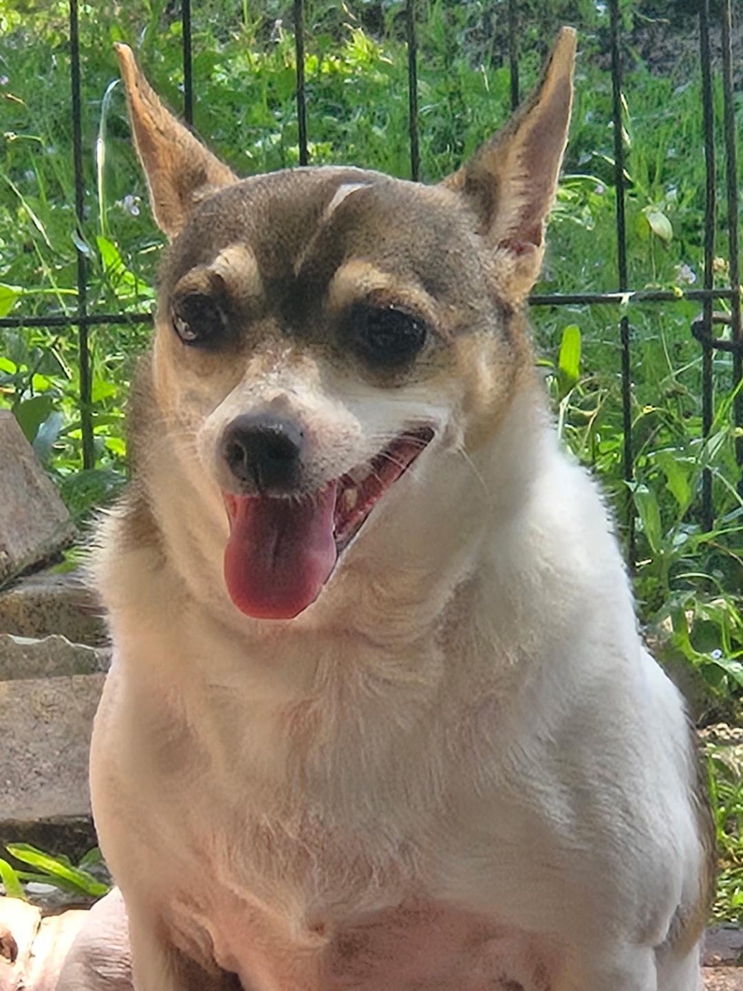Kaylee, Adoptable, Adult Female Chihuahua & Jack Russell Terrier.