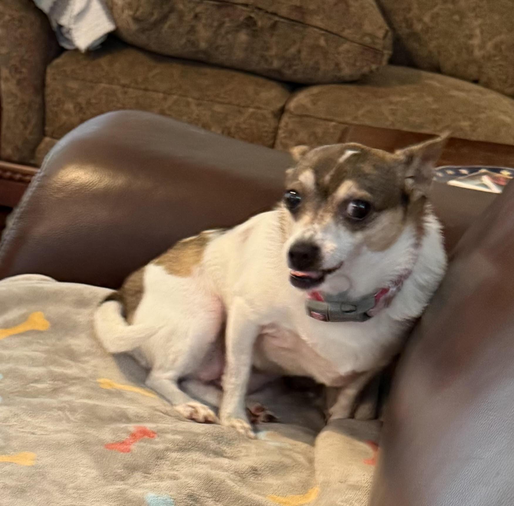 Kaylee, a Adoptable mixed breed in Gulfport, FL image 6/6