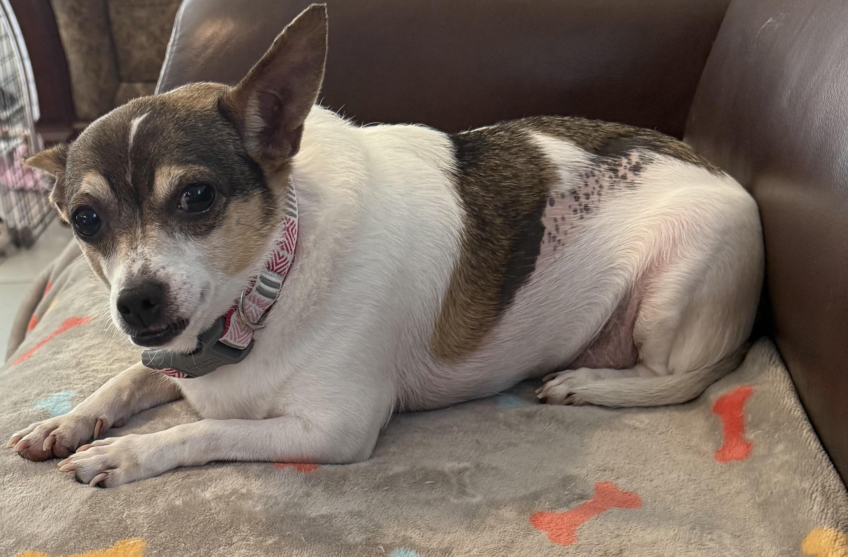 Kaylee, a Adoptable mixed breed in Gulfport, FL image 5/6