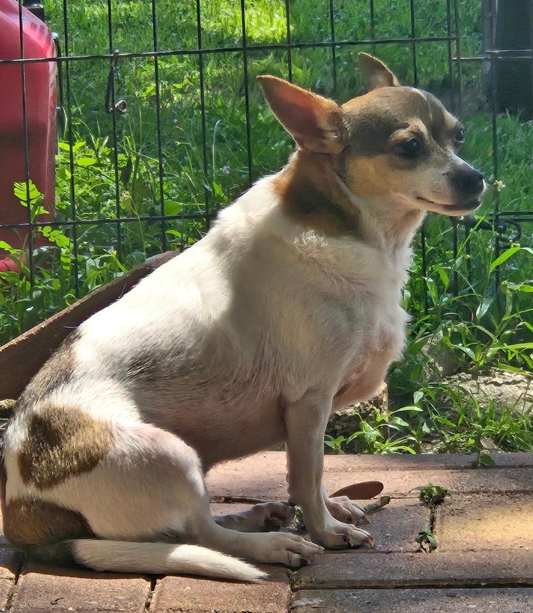 Kaylee, a Adoptable mixed breed in Gulfport, FL image 2/6