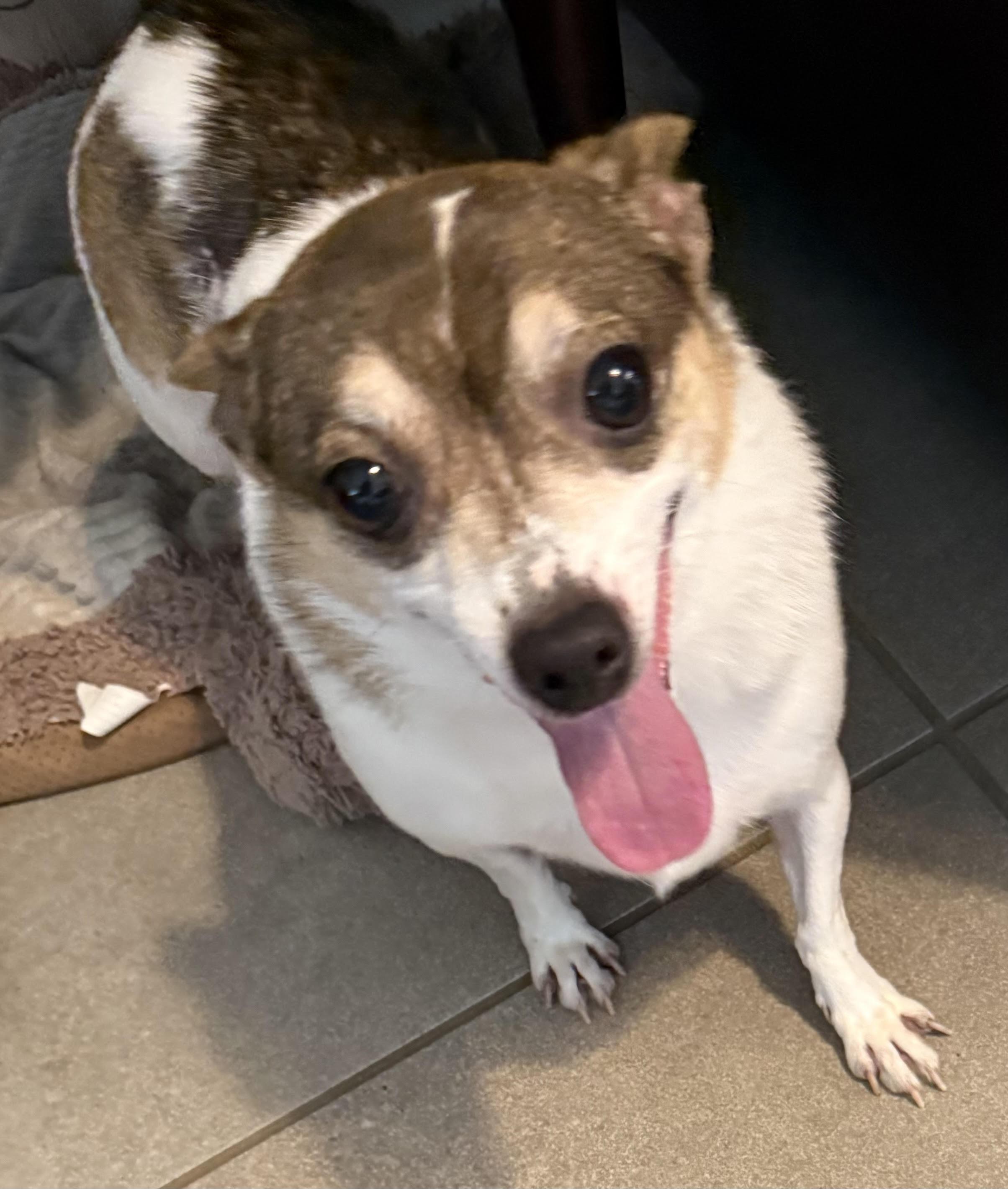 Kaylee, a Adoptable mixed breed in Gulfport, FL image 3/6