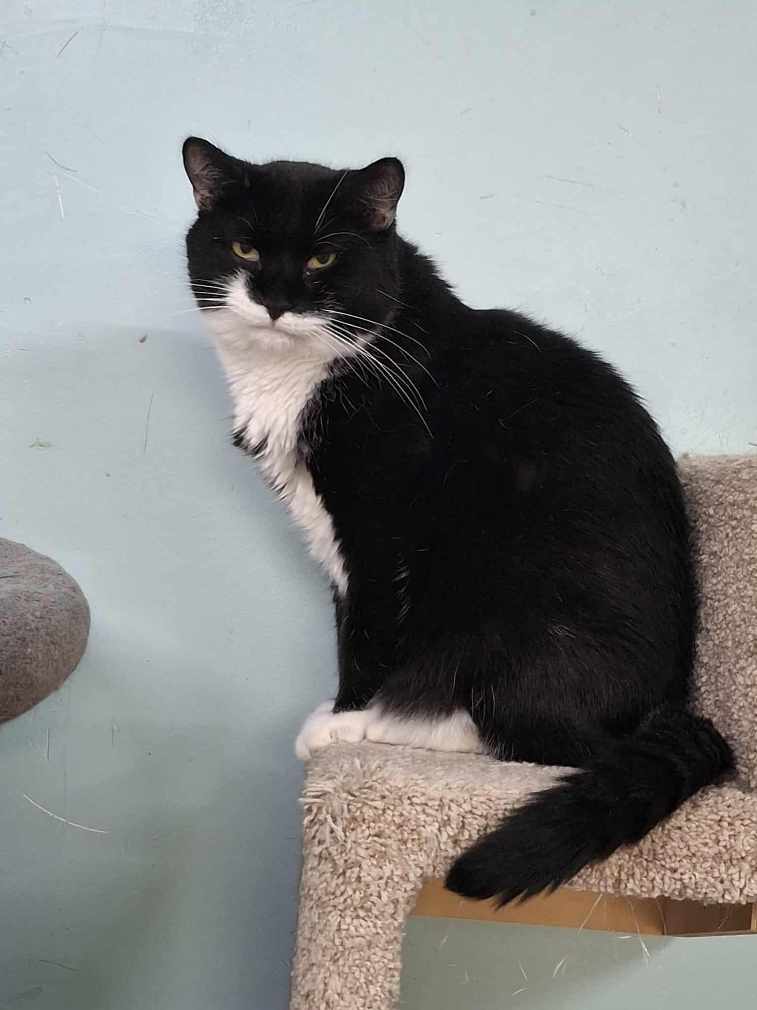 Molly AND Cecil, a Adoptable Domestic Short Hair in Gonic, NH image 1/3