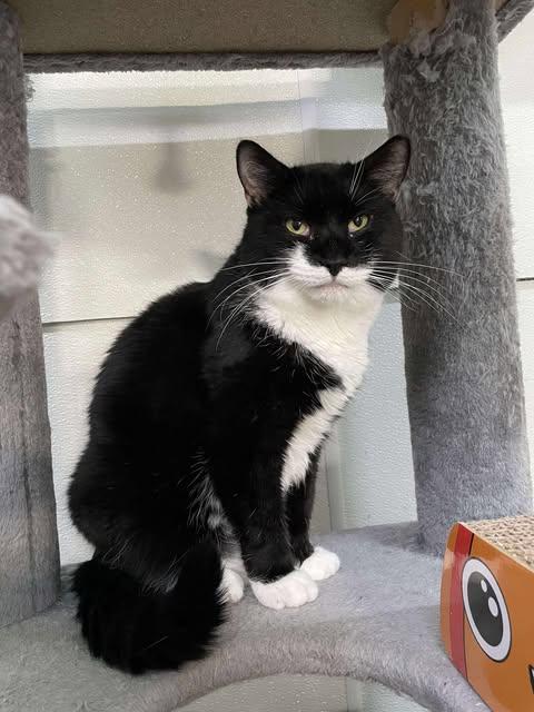 Molly AND Cecil, Adoptable, Adult Female Domestic Short Hair.