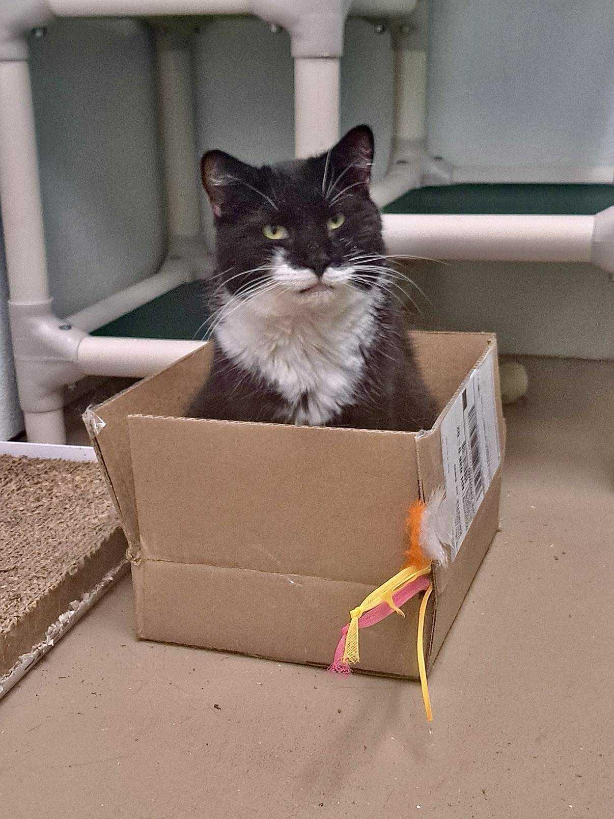 Molly, Adoptable, Adult Female Domestic Short Hair.