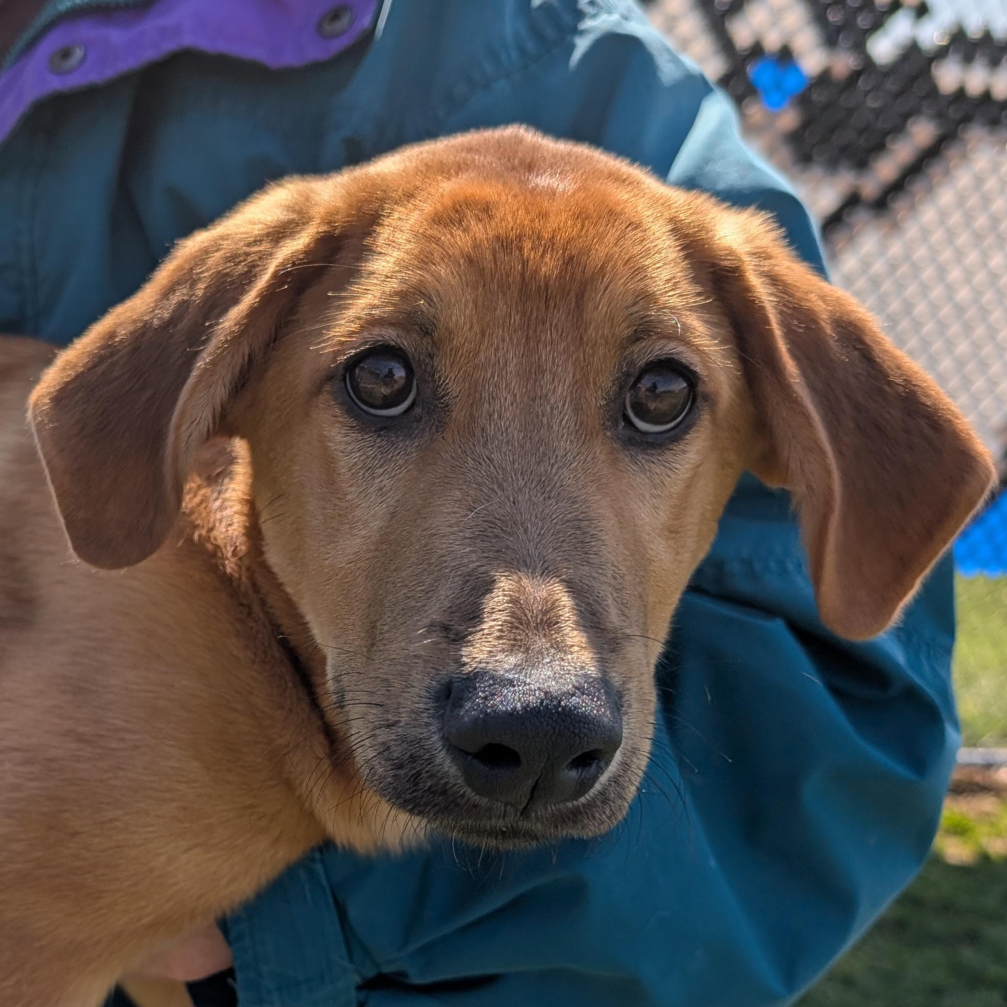 189878 LOOKING FOR OWNER, ADOPTABLE, Young Male Labrador Retriever & Hound.
