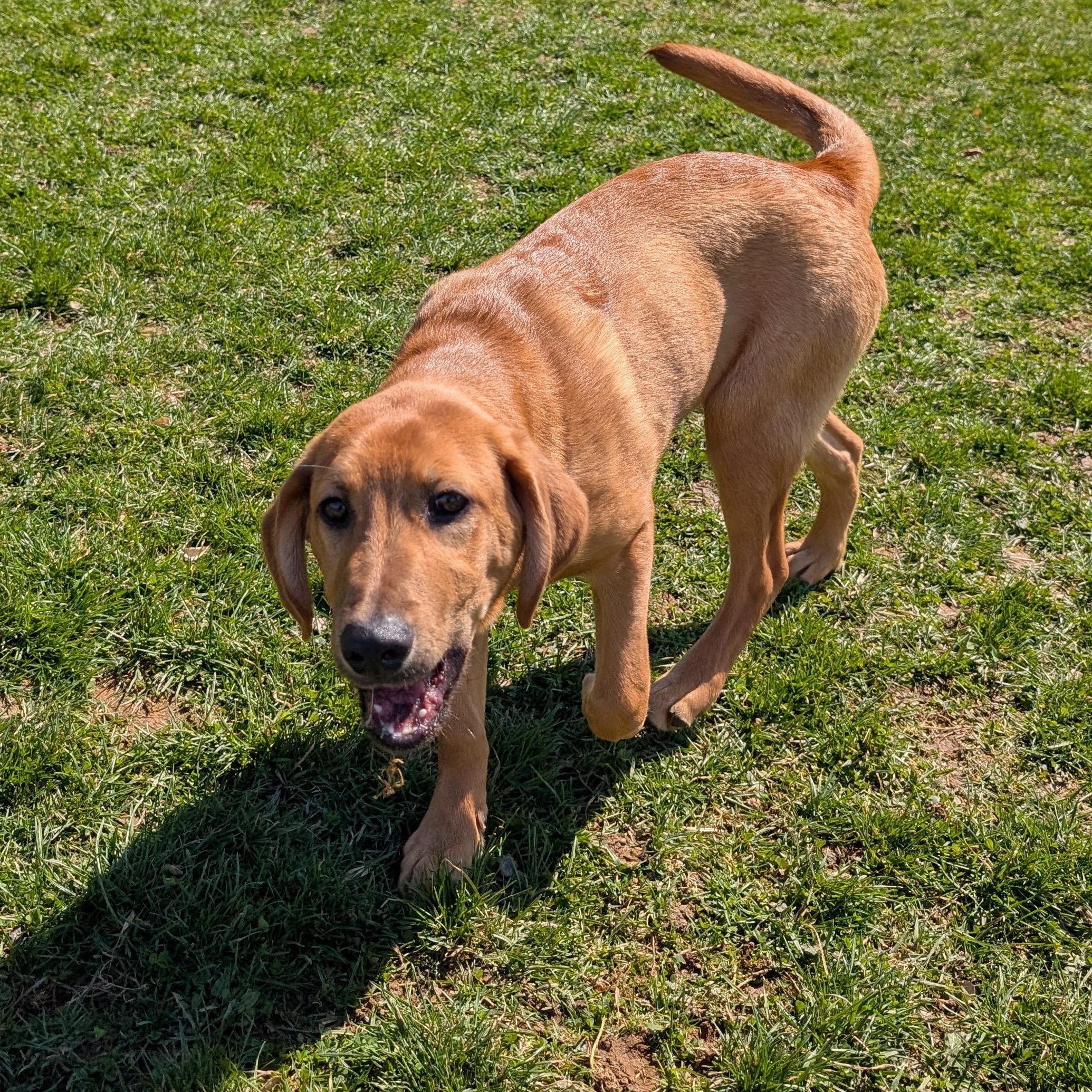 Enlarge 189878 LOOKING FOR OWNER, a ADOPTABLE mixed breed in Ravenna, OH image 4/4