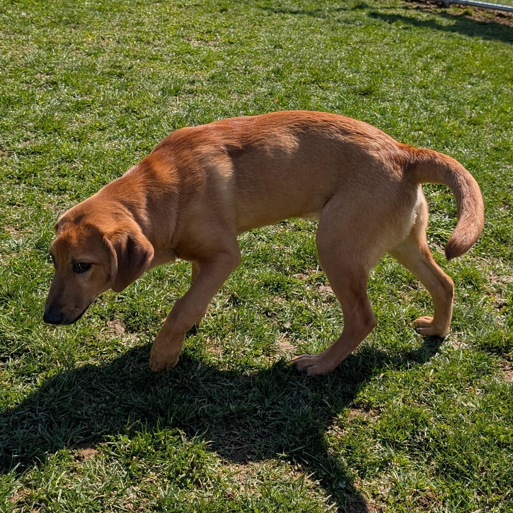 Enlarge 189878 LOOKING FOR OWNER, a ADOPTABLE mixed breed in Ravenna, OH image 3/4