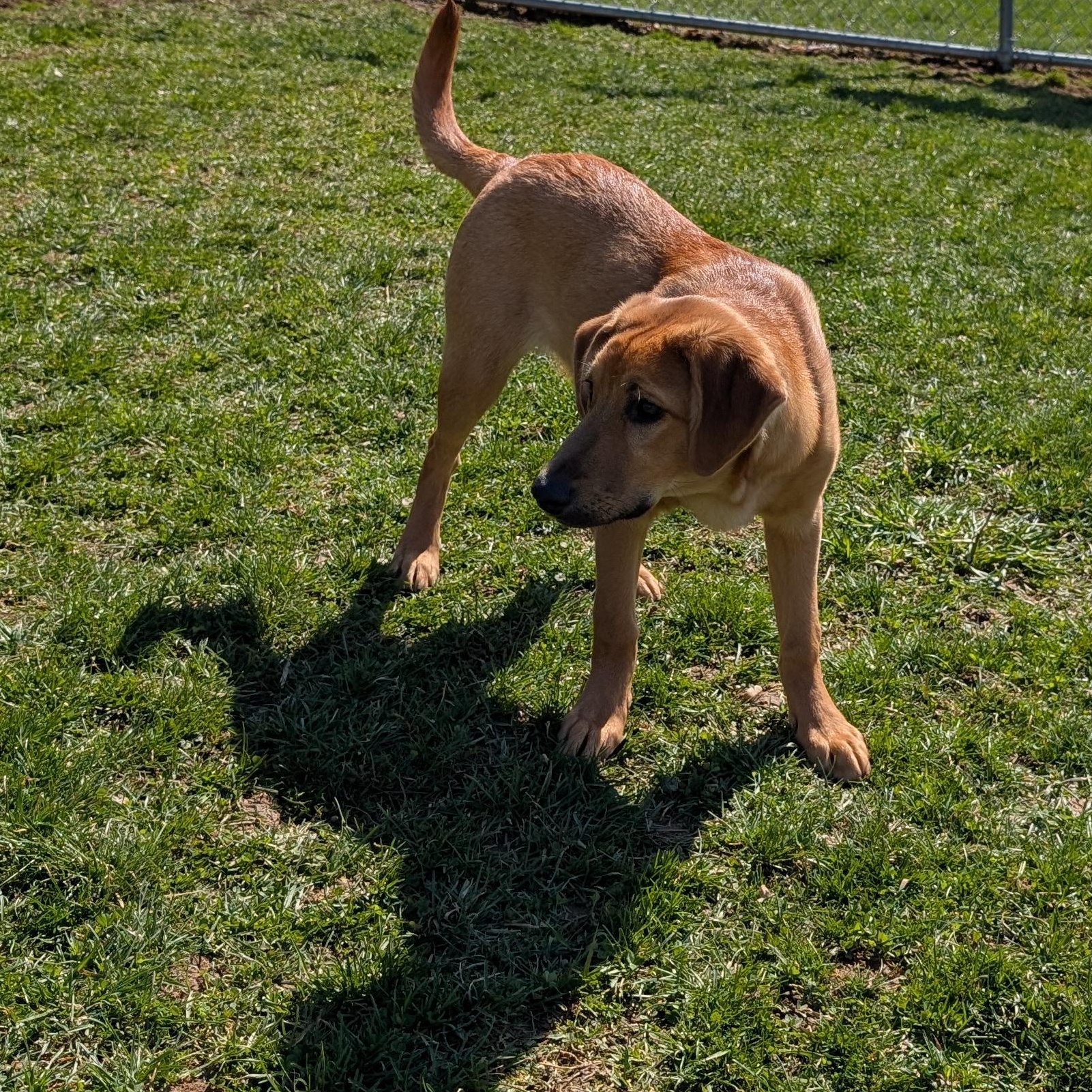 Enlarge 189878 LOOKING FOR OWNER, a ADOPTABLE mixed breed in Ravenna, OH image 2/4