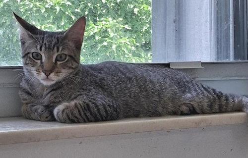 Zack - PSP, Adoptable, Young Male Domestic Short Hair.