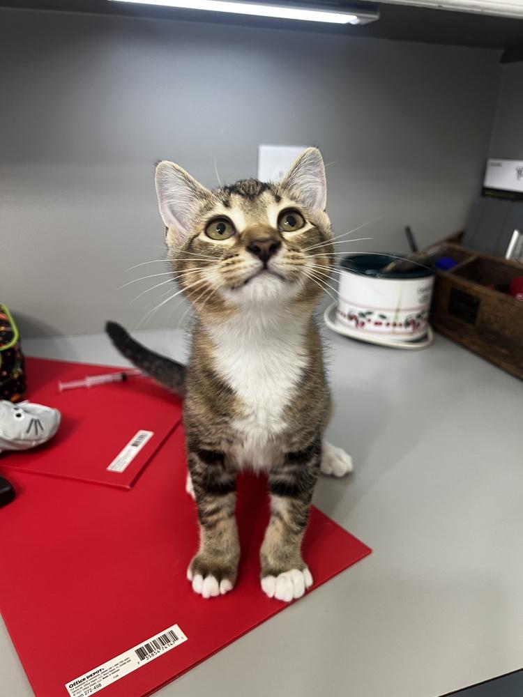 Mali, Adoptable, Kitten Female Domestic Medium Hair.