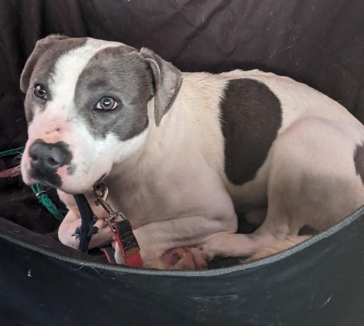 Hillman, Adoptable, Adult Male Mixed Breed & American Bully.