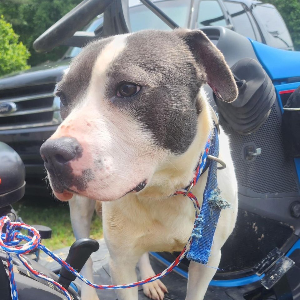 Hillman, a Adoptable mixed breed in Chesapeake, VA image 5/6