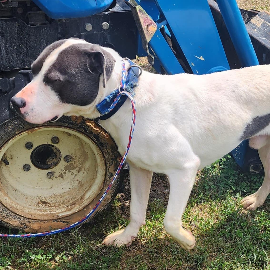 Hillman, a Adoptable mixed breed in Chesapeake, VA image 4/6