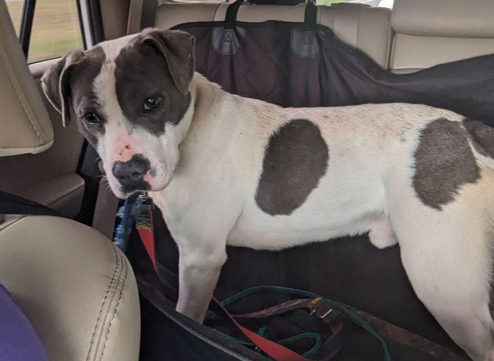 Hillman, a Adoptable mixed breed in Chesapeake, VA image 3/6