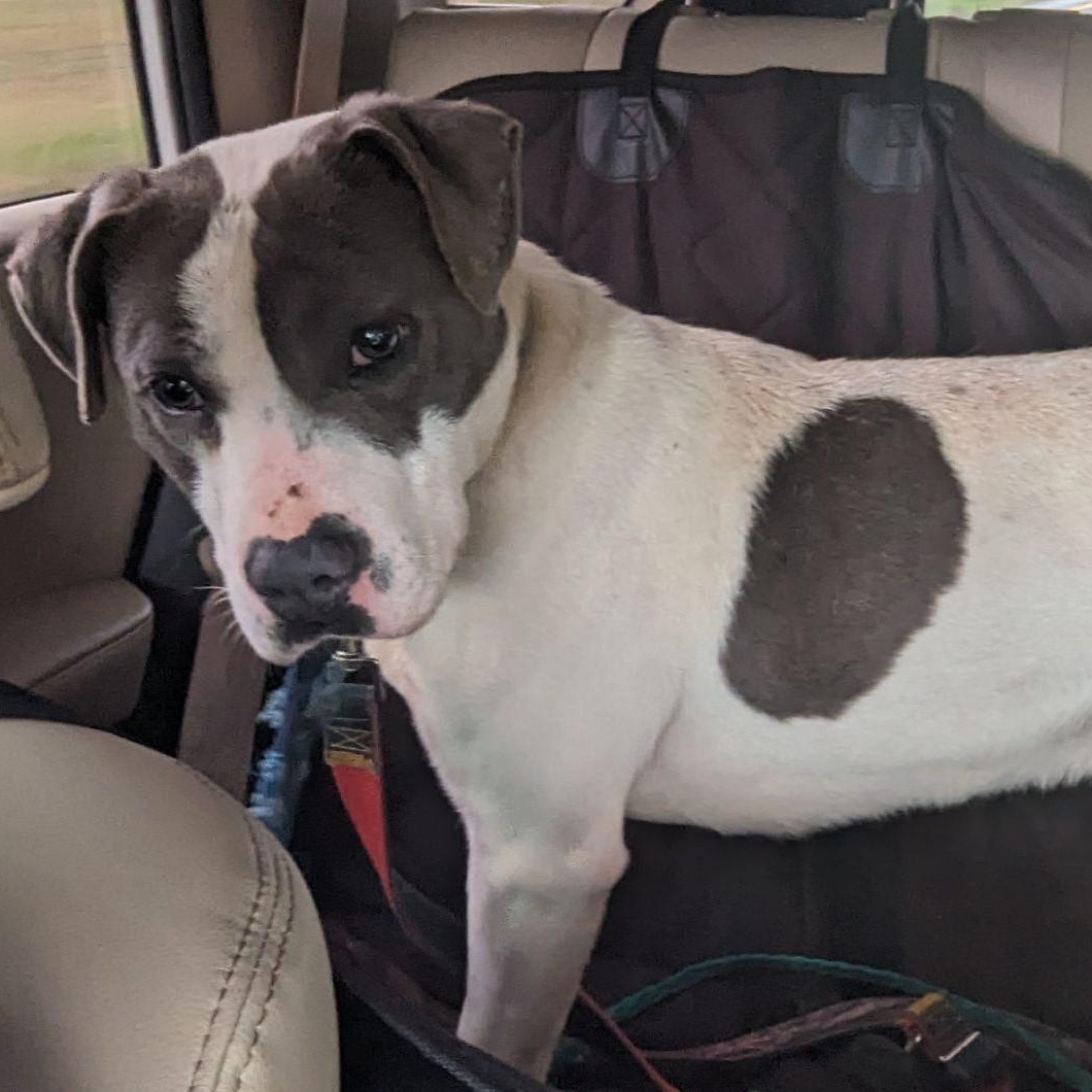 Hillman, a Adoptable mixed breed in Chesapeake, VA image 1/6