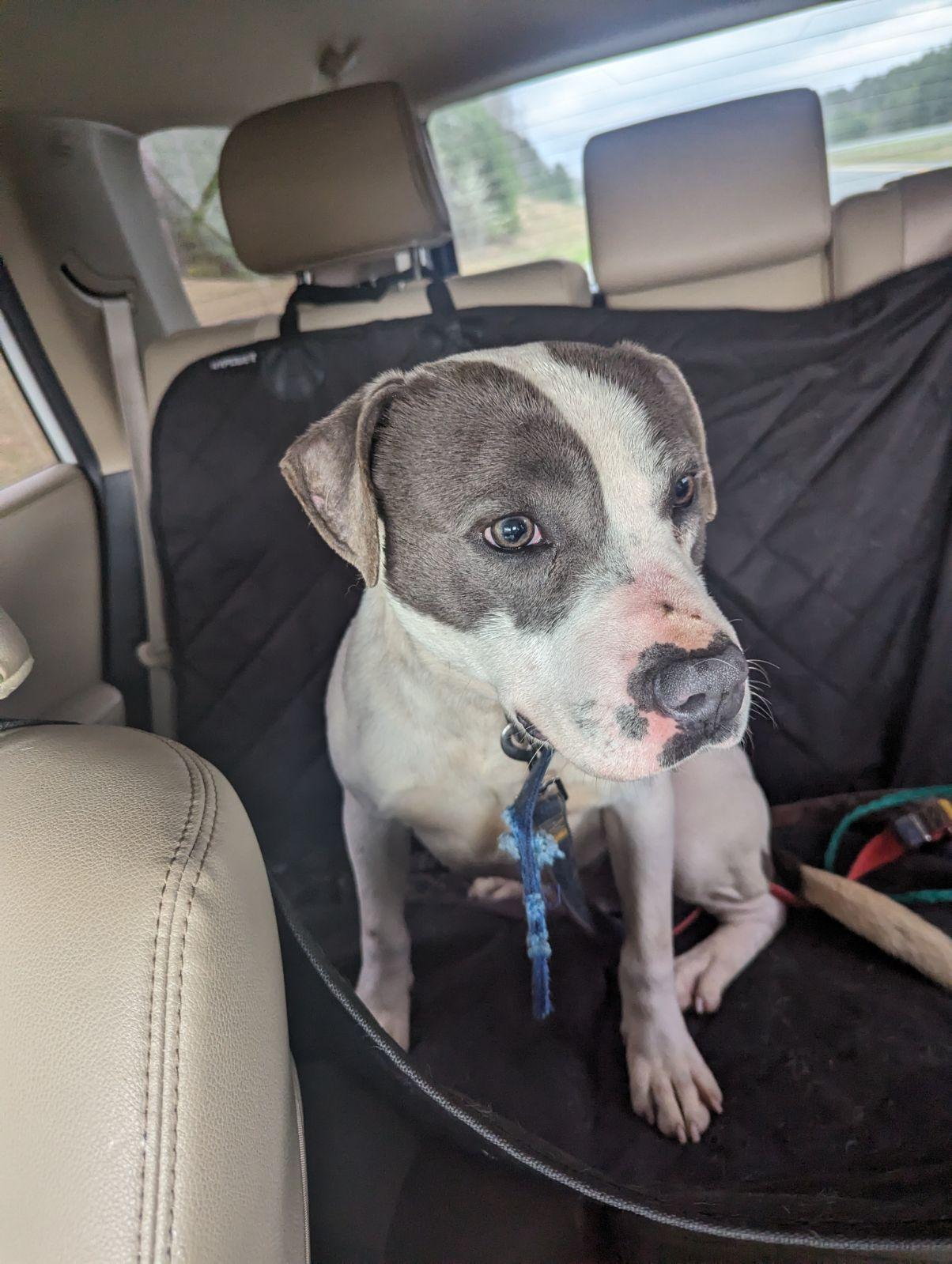 Hillman, a Adoptable mixed breed in Chesapeake, VA image 2/6