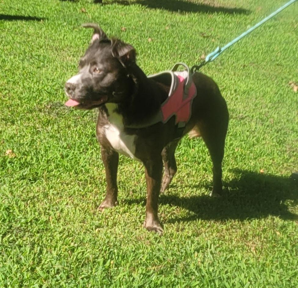 Enlarge Shadow, a ADOPTABLE mixed breed in Monroe Twp, NJ image 4/6