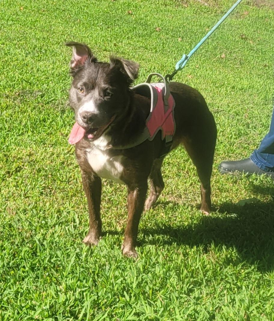 Enlarge Shadow, a ADOPTABLE mixed breed in Monroe Twp, NJ image 6/6