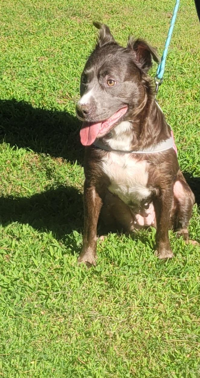 Enlarge Shadow, a ADOPTABLE mixed breed in Monroe Twp, NJ image 1/6